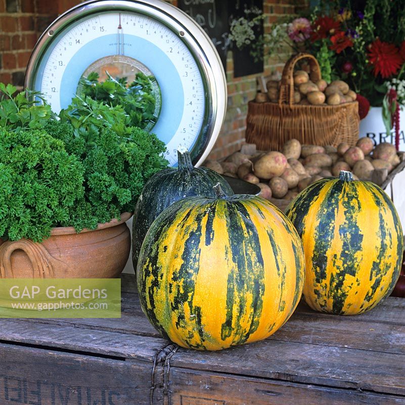 Weighing scales for fresh produce  - Kakai pumpkins, parsley, potatoes - sold from two-acre, walled organic kitchen garden.