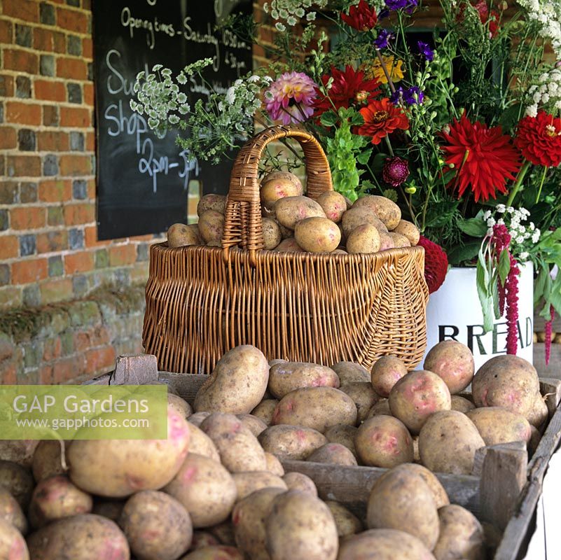Organic vegetables in autumn. Baskets of potato Picasso, with distinctive pink eye.