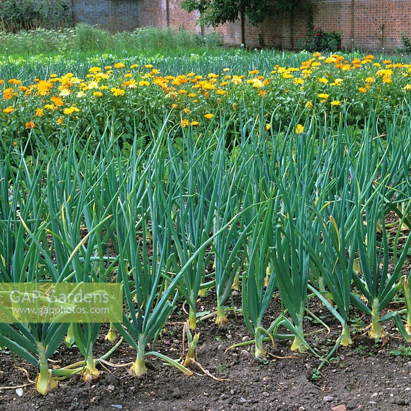 In 2-acre, walled organic kitchen garden, rows of White Turbo onions and French marigolds to deter pests.