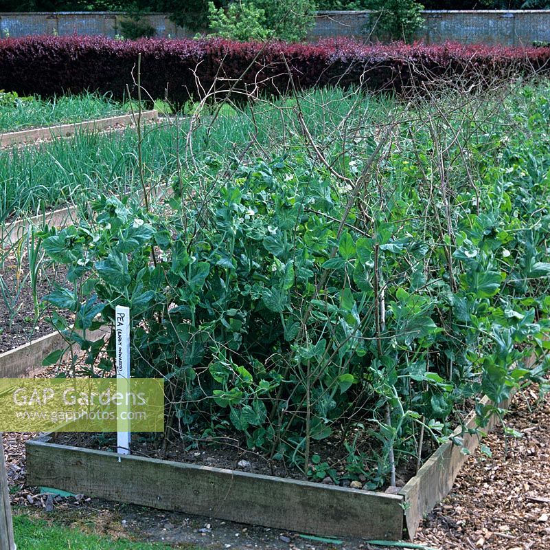 In 2-acre, walled organic kitchen garden, in early summer, raised bed of Early Onwards peas, staked on framework of twigs.