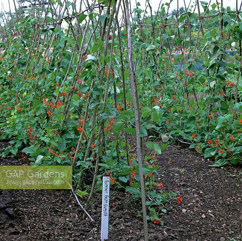 In 2-acre, walled organic kitchen garden, in early summer, runner beans Lady Di supported on cane wigwam framework. Wooden plant label.