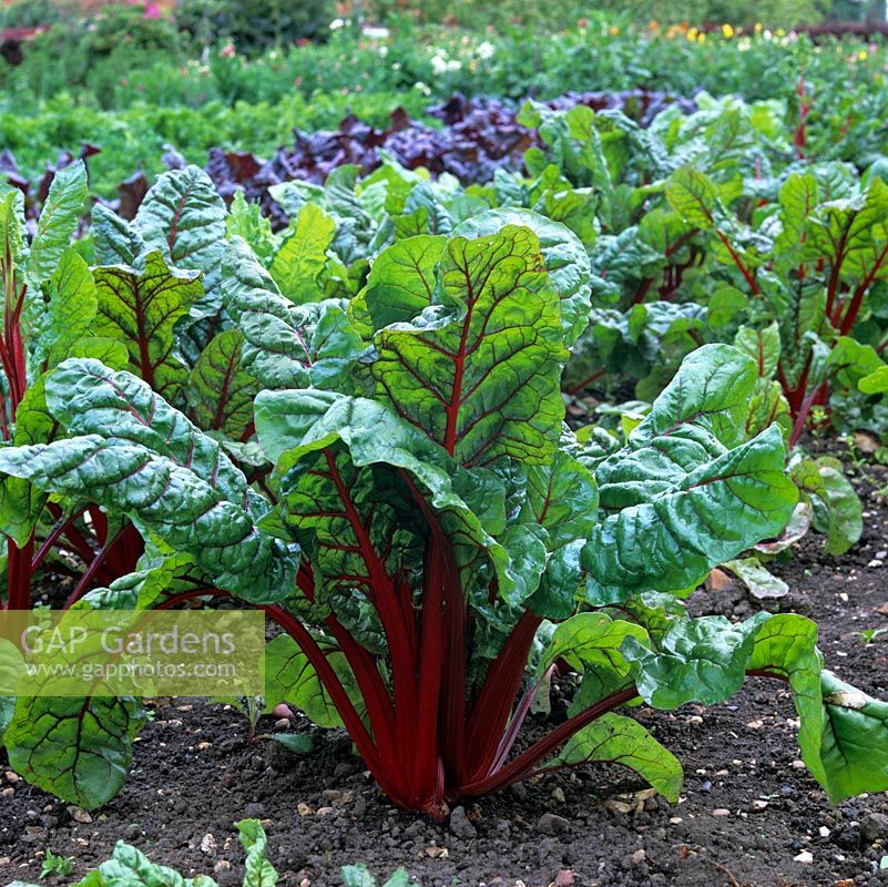 In 2-acre, walled organic kitchen garden, in early summer, rows of Ruby Chard with its rich, red stems.