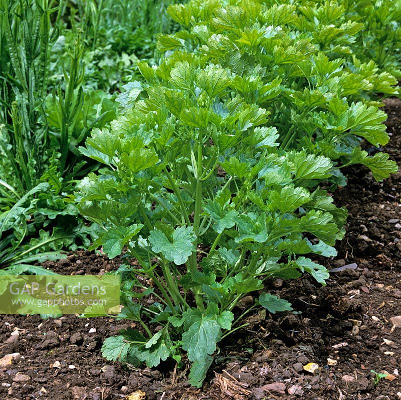 Petroselinum crispum - parsley Italian Giant.