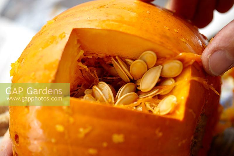 Carving halloween pumpkin - hole cut revealing seeds inside 