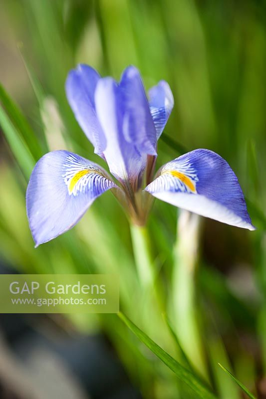 Iris unguicularis, January, Winter.