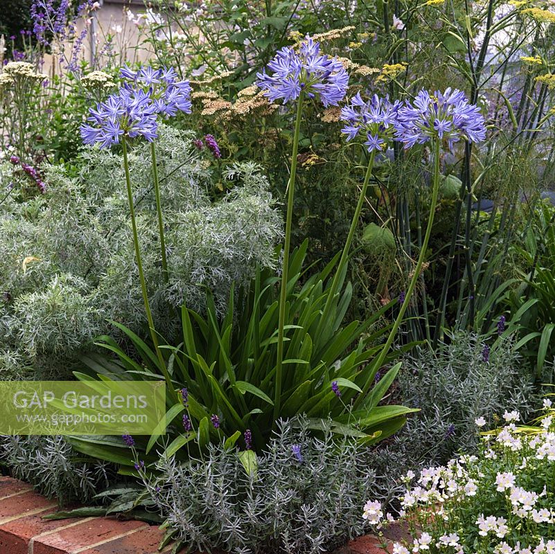 Agapanthus in mixed raised bed, summer 