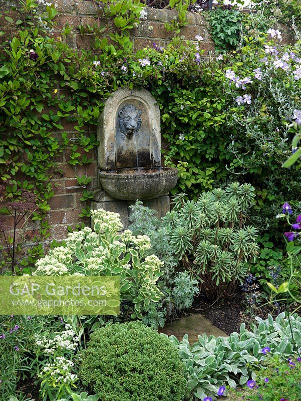 Lion mask wall fountain set on wall clad in clematis, at its feet silvery artemisia, euphorbia, stachys, erysimum and hebe. Ideal water feature for small spaces.