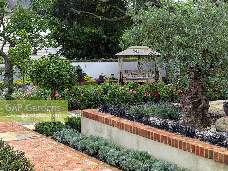 Raised bed with 160 year old olive and ornamental grasses. Reclaimed stone and brick paths. Standard, twisted stem bay. Rose bed. Beyond, Canvas covered seating area by boundary wall.