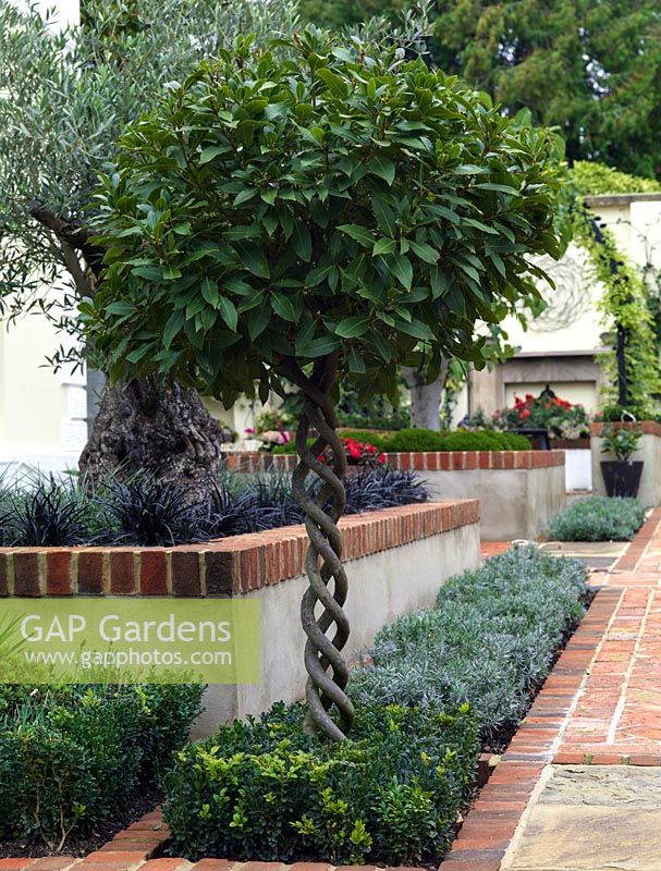 Standard bay tree with twisted trunk. Behind, raised beds with old olive edged in ornamental grasses, and mature fig tree edged in hebe. Bed of lavender by path, reclaimed brick and stone.
