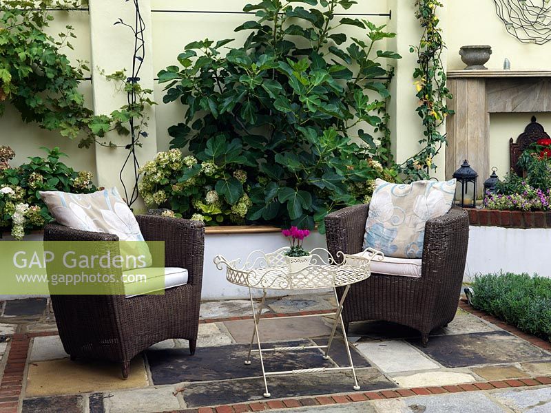 Armchairs and table in corner of urban courtyard. Behind, raised bed planted with fig tree and Hydrangea arborescens 'Annabelle'. Fireplace, planted with flowers for summer. Reclaimed brick and stone.