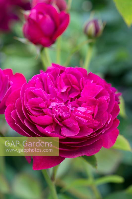 Rosa 'Darcey Bussell', an English rose bred by David Austin Roses, flowering in June and July