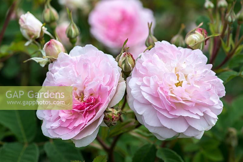 Rosa 'Rosemoor', an English rose bred by David Austin Roses, flowering in June and July