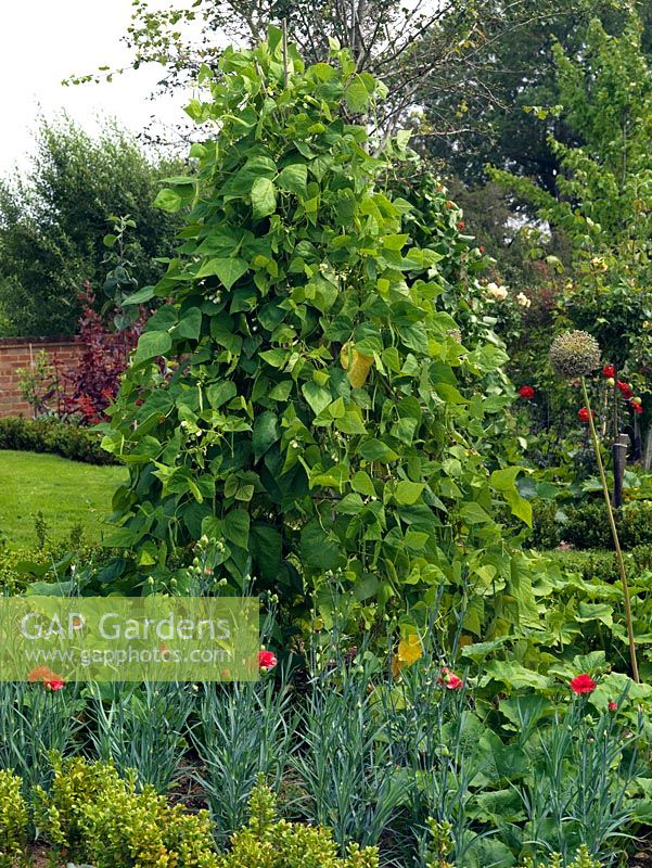 Phaseolus coccineus - Runner bean 'Scarlet Emperor' in a potager garden surrounded by pinks, box and courgettes.