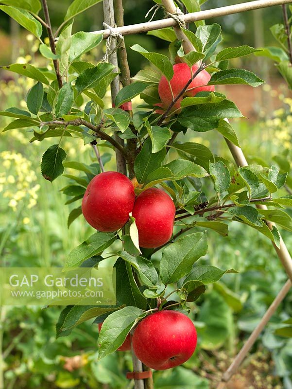 Malus domestica 'Katy', a small early season apple, it is a cross between varieties 'James Grieve' and 'Worcester Pearmain'.