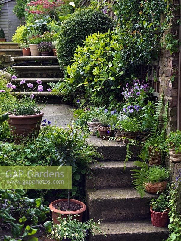 A terraced garden with steps lined with containers filled with herbs, Violas and insect friendly Scabious.
