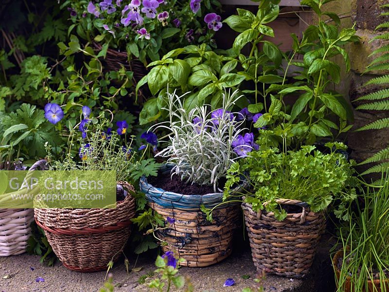 A container garden filled with violas and herbs - parsley, sage, thyme, chives, basil, curry plant.