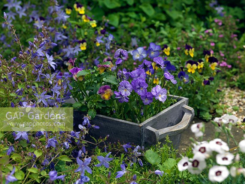 A mixed trug of hardy perennial violas Nora and Columbine.