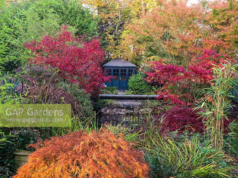 Japanese style pool and bog garden with red maples. Acer griseum, A. palmatum, A. palmatum Bloodgood and  Osakazuki, A. palmatum var. dissectum Inaba-shidare.