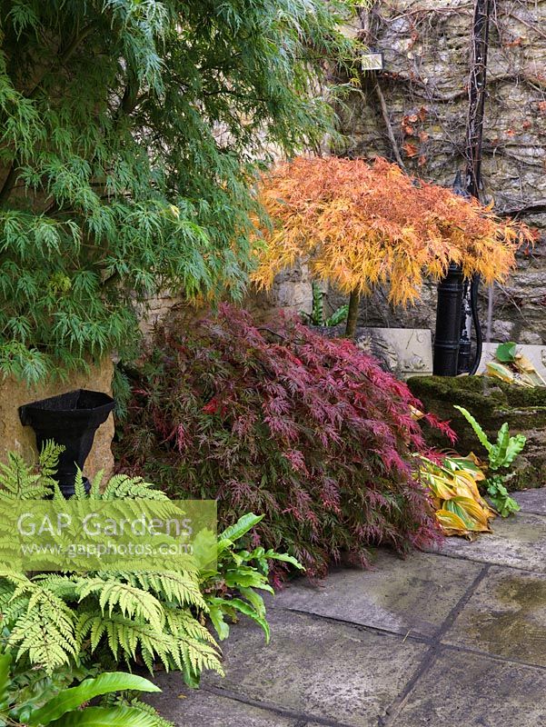 In courtyard, bed of fern, hosta and Japanese maples - Acer palmatum var. dissectum Seiryu and A. palmatum var dissectum. Old pump in background.