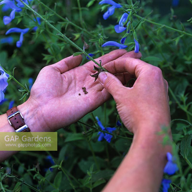 Collecting seeds from a dried seed pod cut from Salvia patens 'Cambridge Blue', 