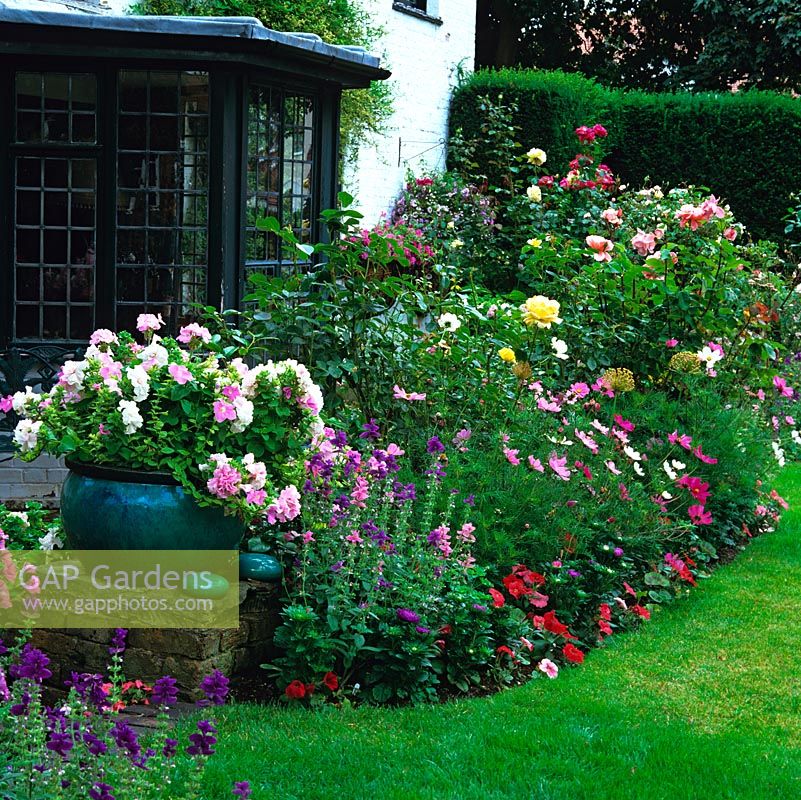 Colourful summer beds of roses, petunia, cosmos and daylily. Green glazed pot of geranium flanking Georgian timber framed farmhouse