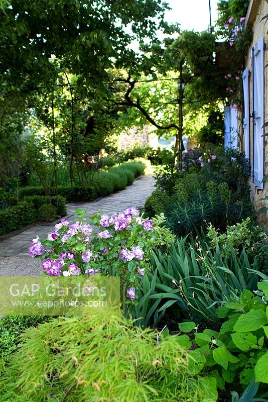 Early summer in the front garden and path at Domaine de Cambou, Verfeil, Haute-Garonne, Midi Pyranees, France.