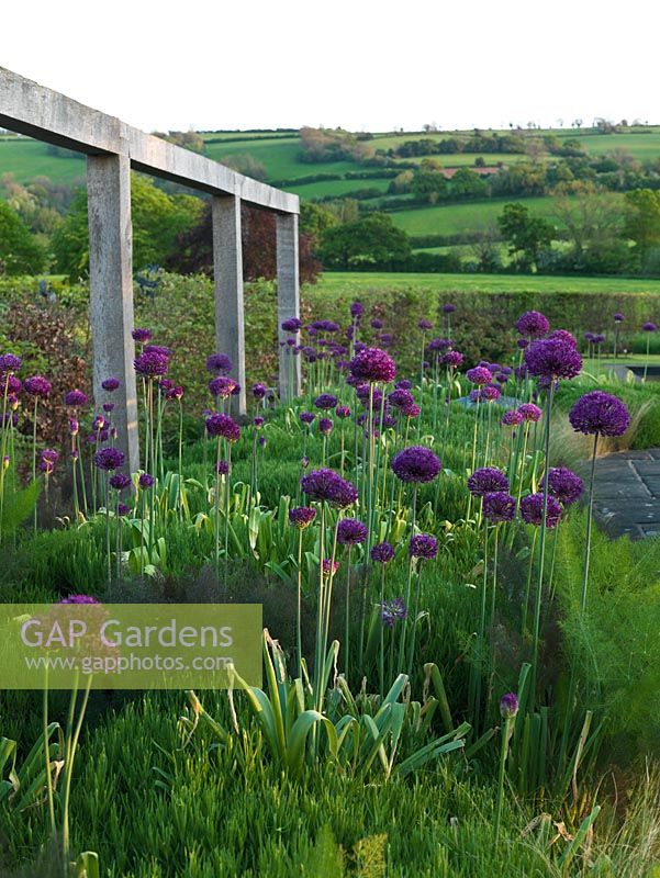 View across bed of Allium 'Purple Sensation', fennel and Lavandula angustifolia. Holt Organic Garden, North Somerset.