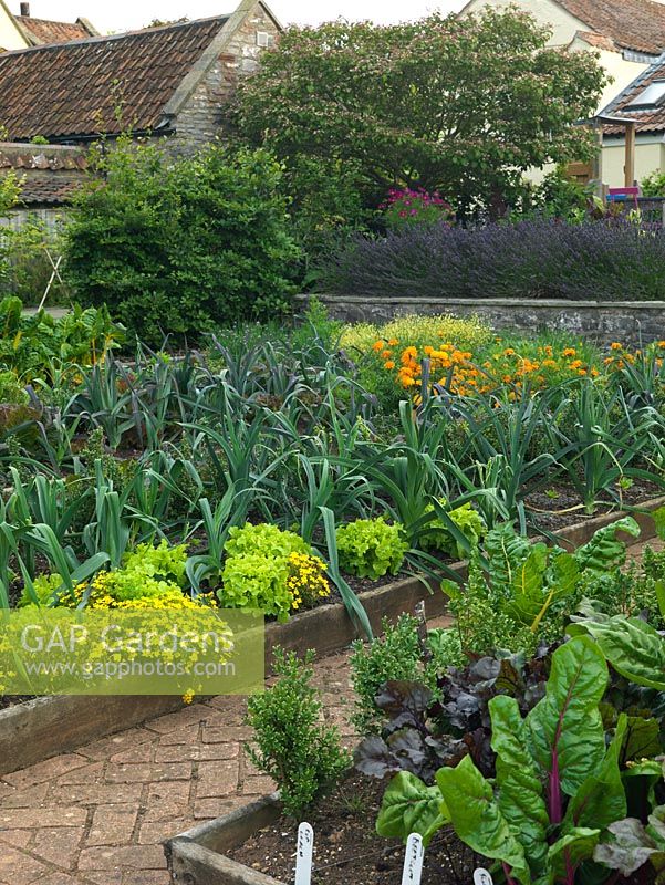 The kitchen garden at Holt Organic Farm with beetroot, Swiss chard, leeks, lettuces alongside French marigolds - Tagetes tenuifolia - in raised beds