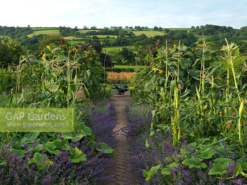 The organic vegetable garden with path edged in sunflowers and catmint. Views of the Mendip hills, Holt Organic Garden. 