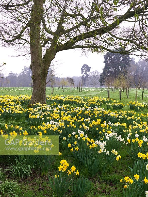 Swathes of naturalised daffodils - Narcissus Mount Hood, Salome, Sempre Avanti and Ice Follies beneath old chestnuts and oaks.