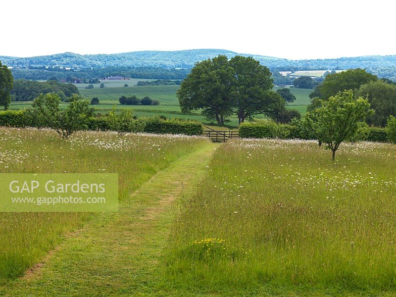 Wildflower meadow of ox-eye daisies, crossed via a mown grass path, leads to gate. Beyond, old oaks and lovely view of English countryside.