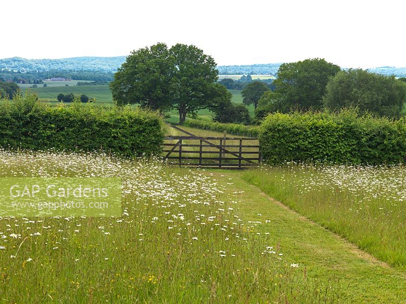 Wildflower meadow of ox-eye daisies, crossed via a mown grass path, leads to gate. Beyond, old oaks and lovely view of English countryside.