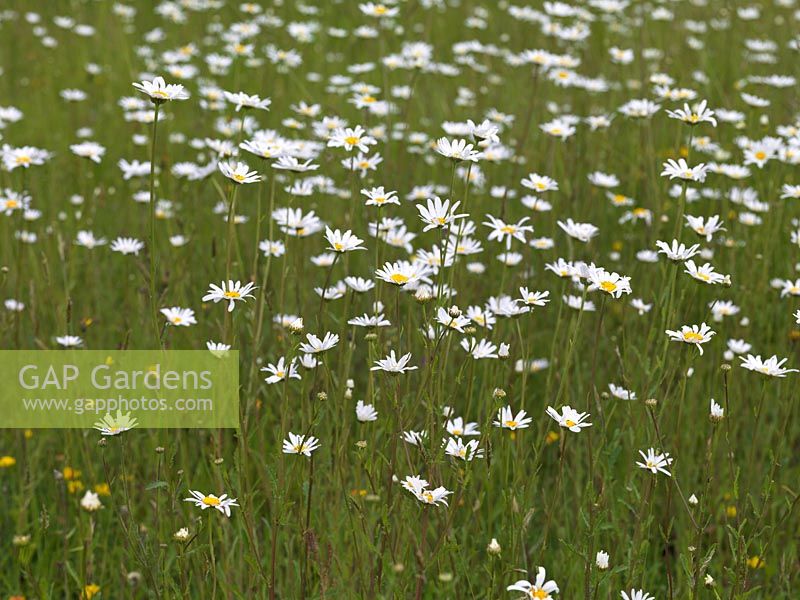 Wildflower meadow of ox-eye daisies - Leucanthemum vulgare