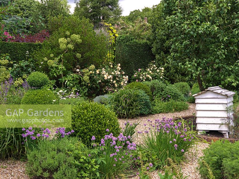 Herb Garden - gravel garden with topiary box shape and beds of sage, ruse, chives, angelica, santolina, lavender, valerian. Beehive. Rosa 'Buff Beauty' by gate