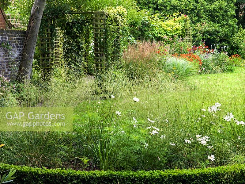 A view through box edged beds planted with Deschampsia 'Bronzeschleier' and white Cosmos. Behind is a wooden pergola and late summer border planted with Echinops 'Nivalis', Crocosmia 'Lucifer' and Helenium 'Moorheim Beauty'.