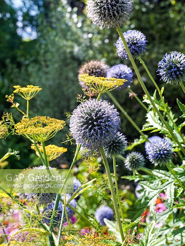 A colourful combination of globe thistles and giant bronze fennel, both tall summer flowering perennials