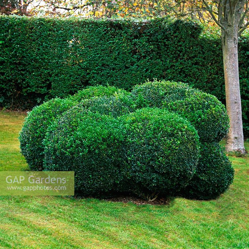 Curvaceous box topiary shape.