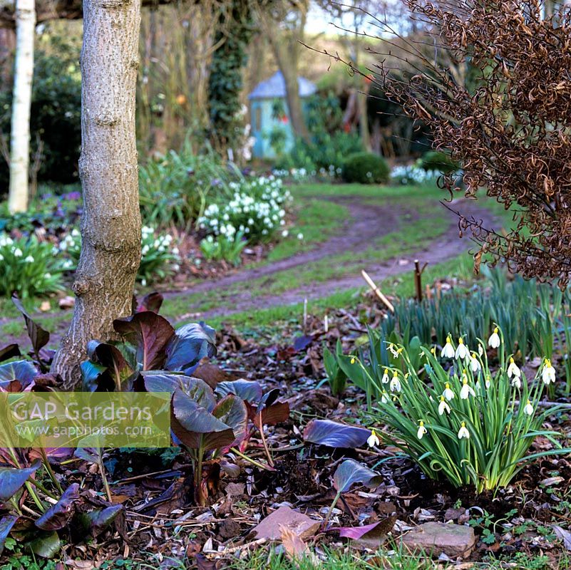 Track lined in clumps of hellebores, box balls, Bergenia Eric Smith, Galanthus plicatus Augustus, St. Annes 