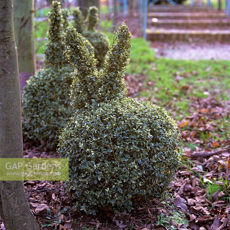 Three rabbits clipped from variegated box. Buxus sempervirens, sit amongst autumn leaves.