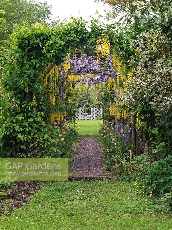 View through pergola draped in wisteria and laburnum to wooden, trellis arch beyond.