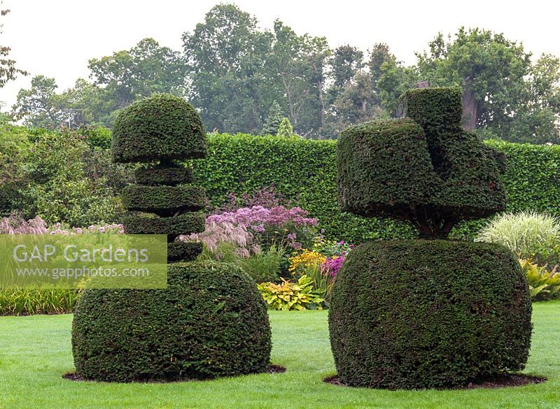 Decades old yew topiary pieces, against backdrop of autumn border 