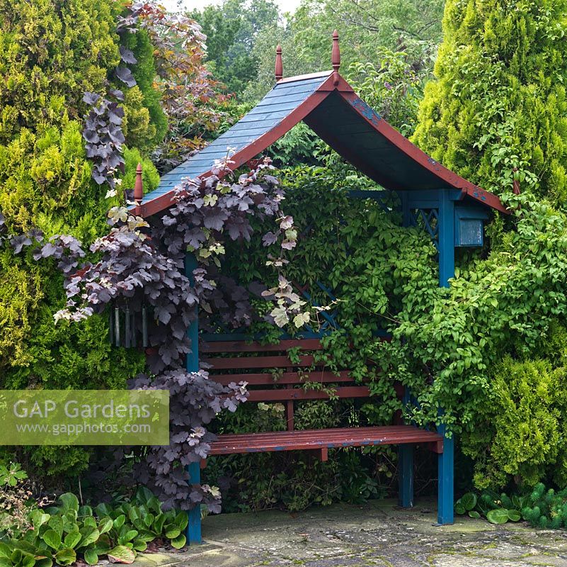 Wooden arbour clad in Vitis vinifera purpurea and flanked by Thuja orientalis.