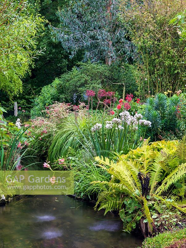 Mixed planting by stream in country garden, including ferns, Agapanthus 'Blue Moon', Schizostylis 'Pink Princess'