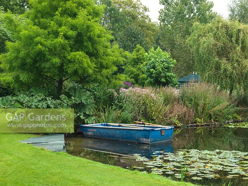 On lake, boat moored near bank planted with Gunnera manicata, asters, persicaria and vernonia.
