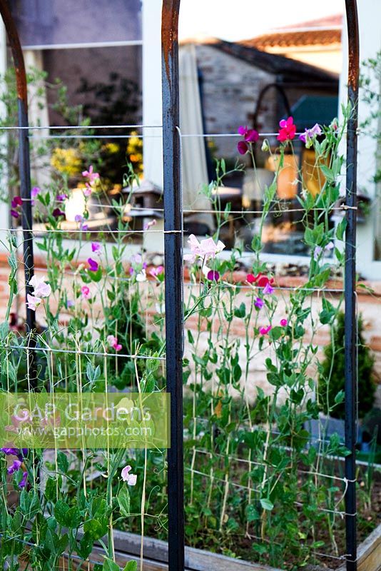 Sweetpeas, growing in oak boxes, trained to climb over wire and metal frame. Grange Rousseau, Tarn, France.