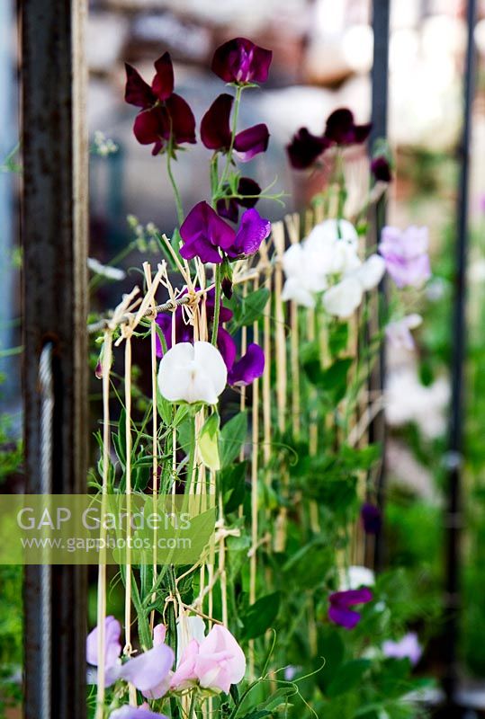 Sweetpeas tied with raffia and trained over metal arched frame.