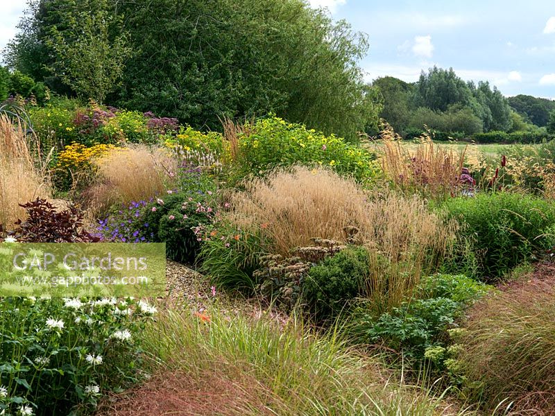 Late summer. A gravel path lined by double mixed borders planted with perennials and grasses. Planting includes Euphorbia, Leucanthemum, Sedum, Eupatorium, Geranium, Guara and Rudbeckia with Stipa and Calamagrostis grasses.