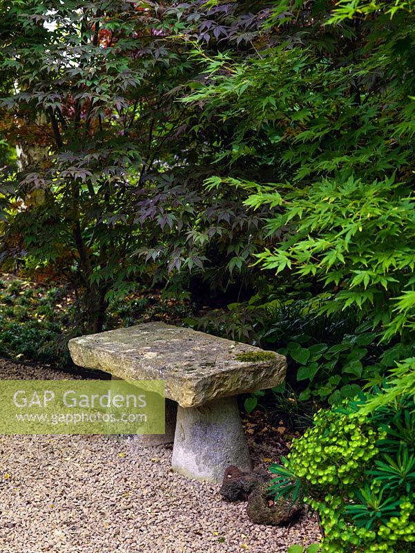 Acers with small stone bench in a Japanese influenced garden