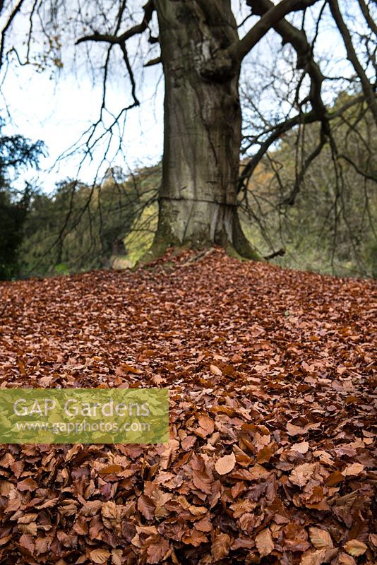 Leaf litter from beech trees in autumn.