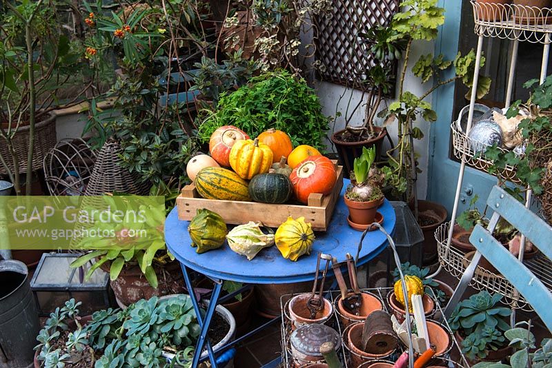 A gardener's conservatory with freshly harvested squash, gardening tools and sheltering tender plants.